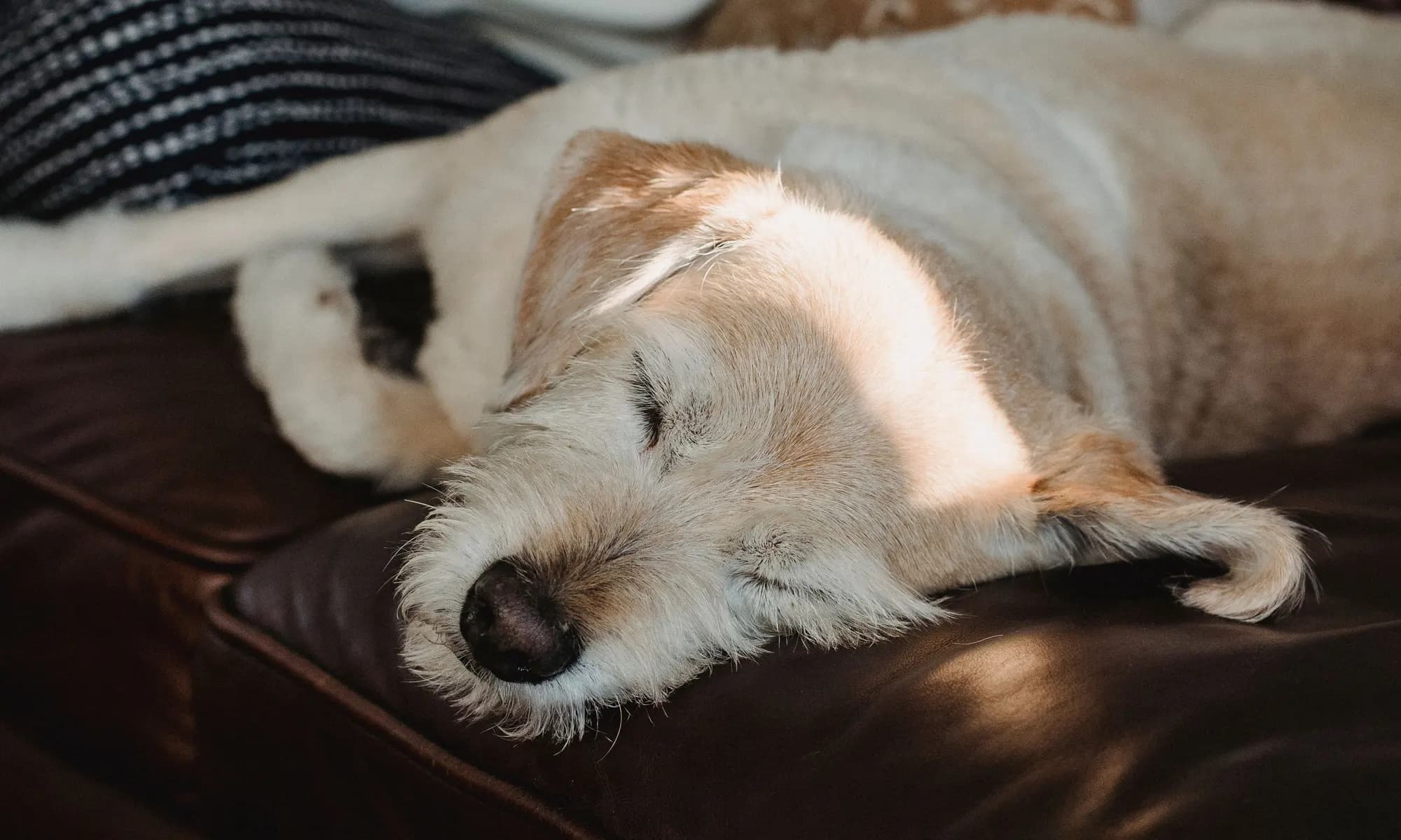 A dog asleep in the sun on a leather sofa beside its person