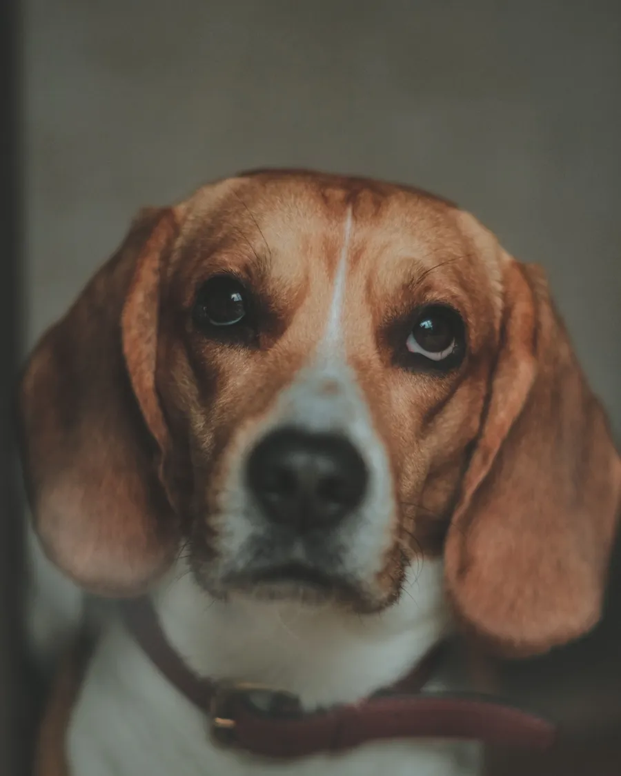 Biscuit, dog, on the ESA wallet card